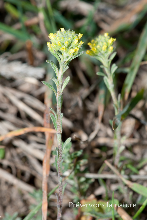 Alyssum alyssoides, Brassicaceae 