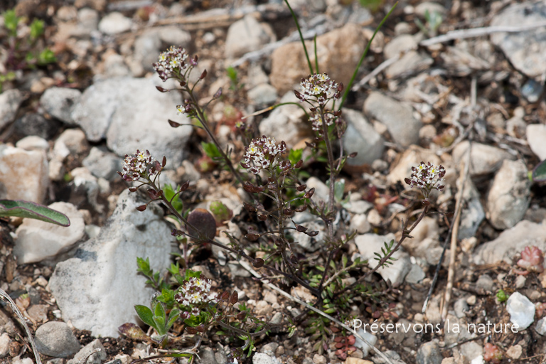 Brassicaceae, Hormungia petraea 