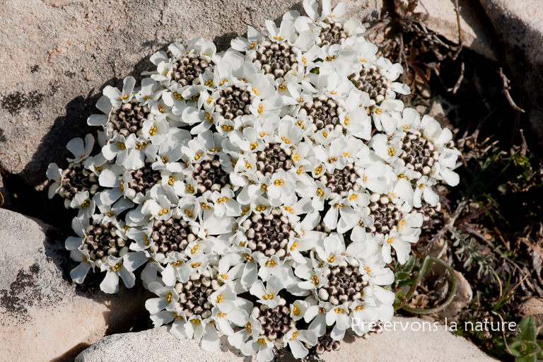 Brassicaceae, Iberis saxatilis 