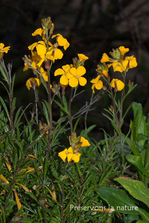 Brassicaceae, Erysimum cheiri 