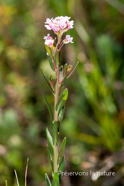 Aethionema saxatile, Brassicaceae 