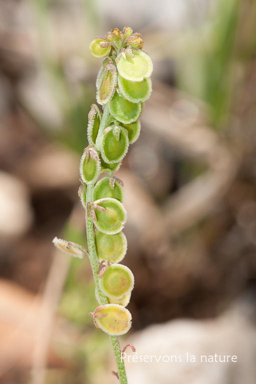 Brassicaceae, Clypeola jonthlaspi 