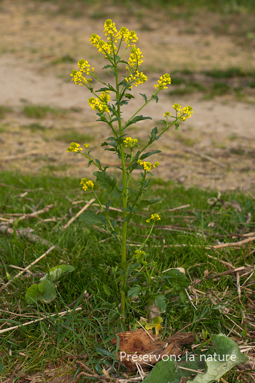 Barbarea vulgaris, Brassicaceae 