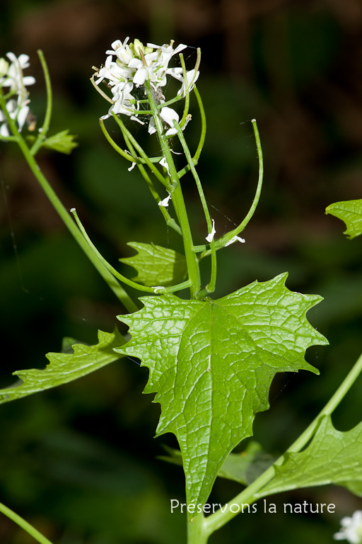 Alliara petiolata, Brassicaceae 