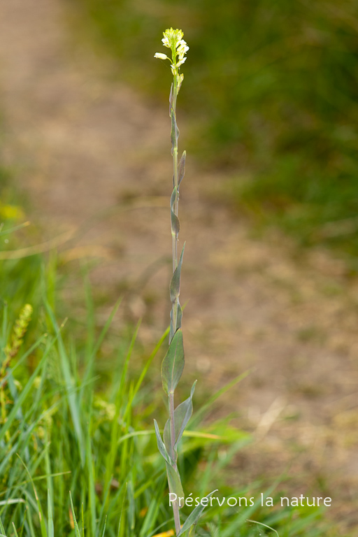 Brassicaceae, Turritis glabra 