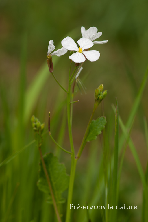 Brassicaceae, Raphanus raphanistrum 