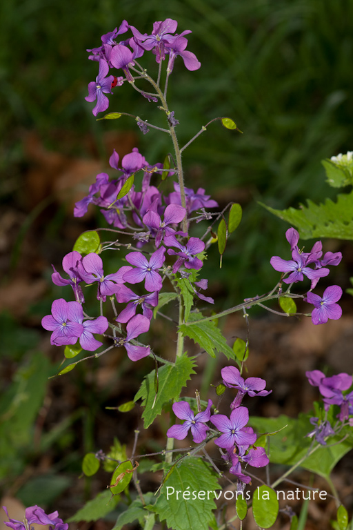 Brassicaceae, Lunaria annua 