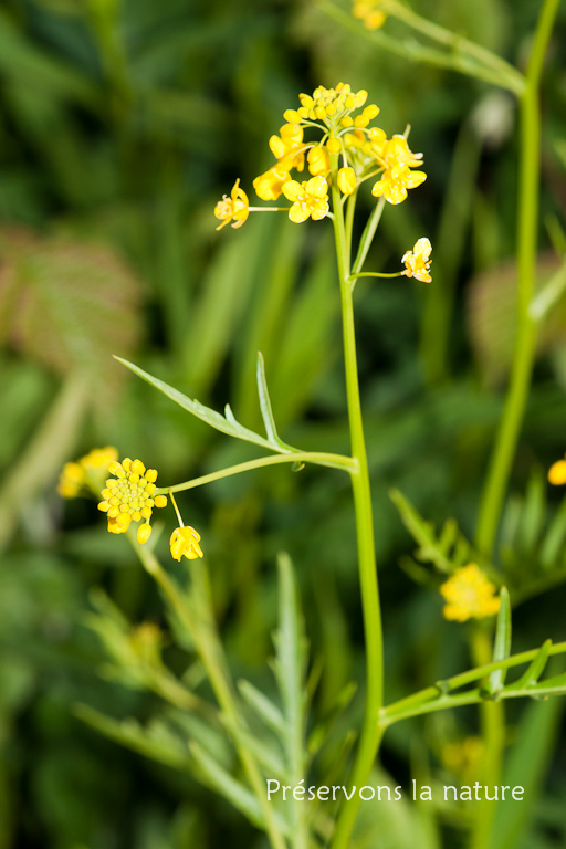 Brassicaceae, Erysimum cheiranthoides 