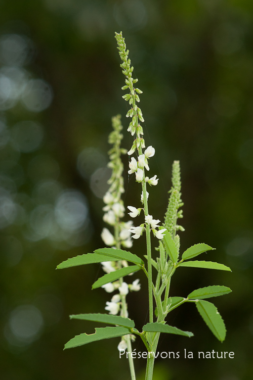 Fabaceae, Melilotus album 