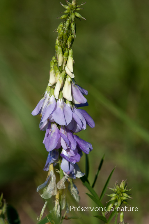 Fabaceae, Galega officinalis 