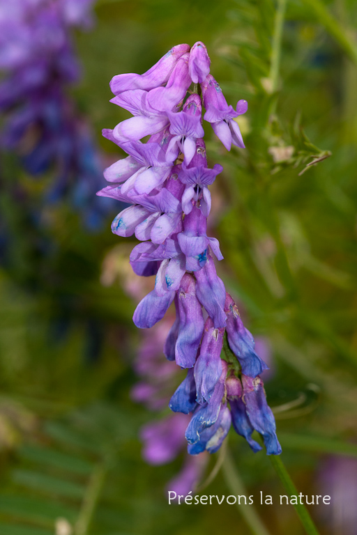 Fabaceae, Vicia cracca 