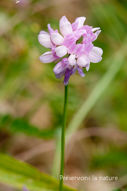 Fabaceae, Securigera varia 