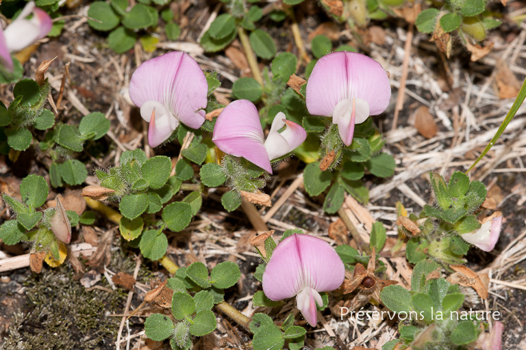 Fabaceae, Ononis repens 