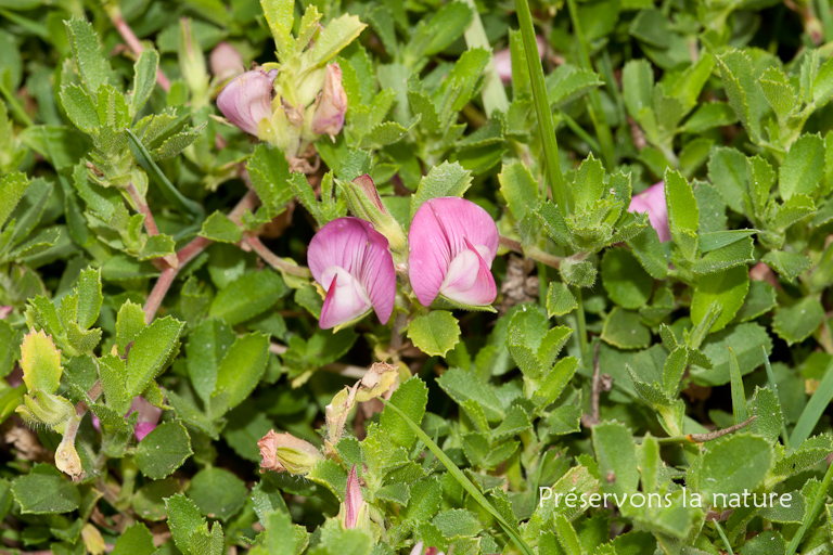 Fabaceae, Ononis spinosa subsp maritima 