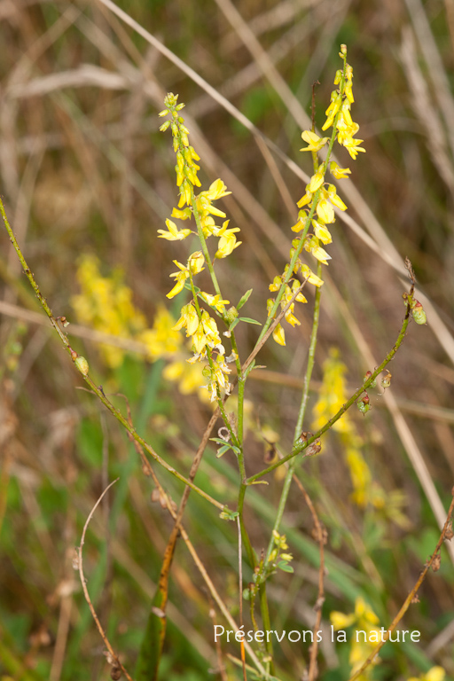 Fabaceae, Melilotus indicus 