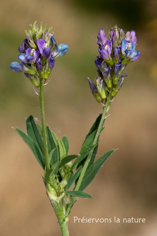 Fabaceae, Medicago sativa L. subsp. sativa 