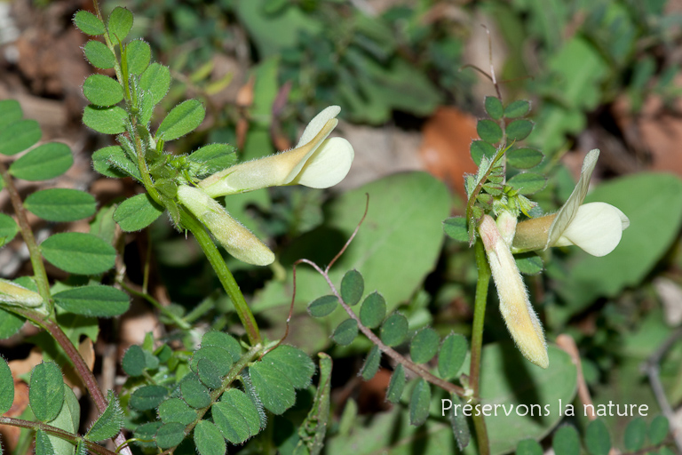 Fabaceae, Vicia hybrida 