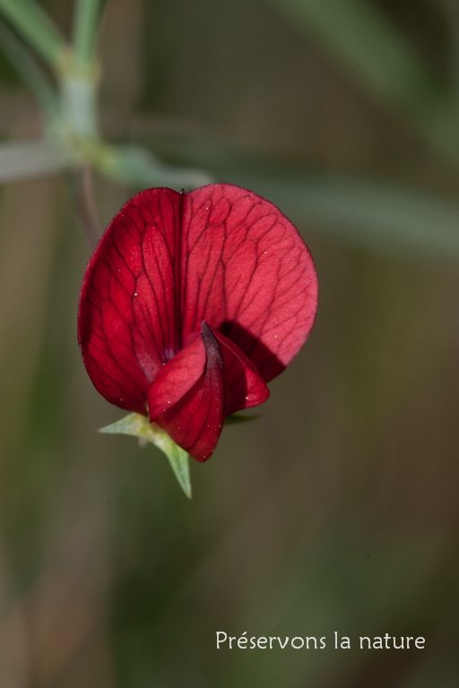 Fabaceae, Lathyrus cicera 