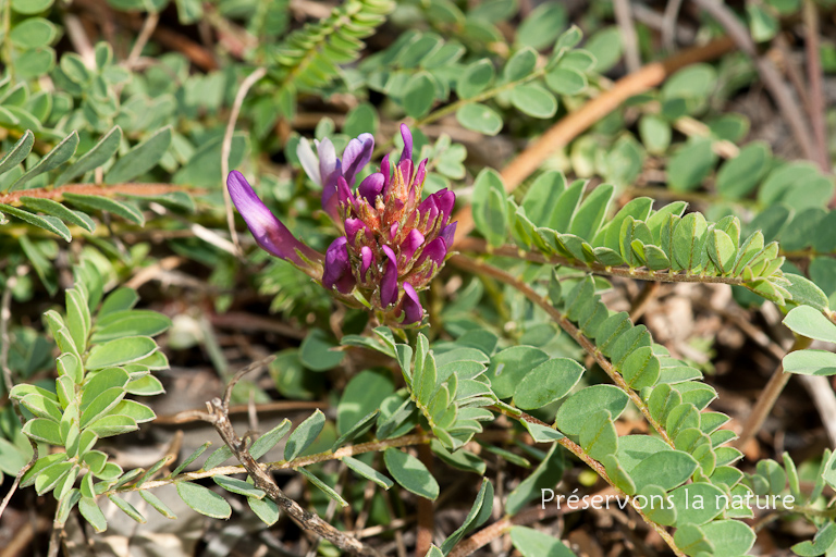 Astragalus monspessulanus, Fabaceae 