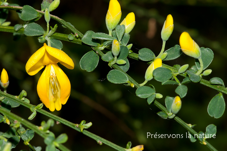 Cytisus scoparius, Fabaceae 