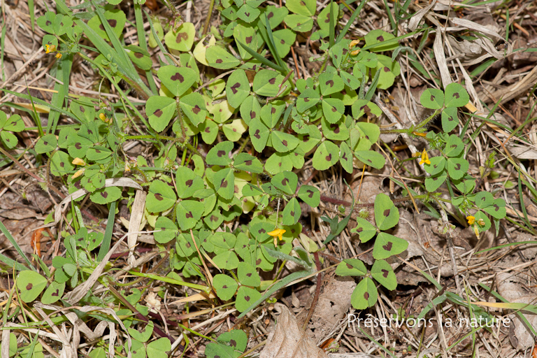 Fabaceae, Medicago arabica 