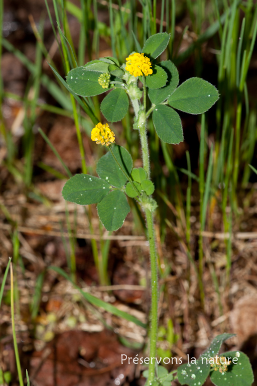 Fabaceae, Medicago lupulina 