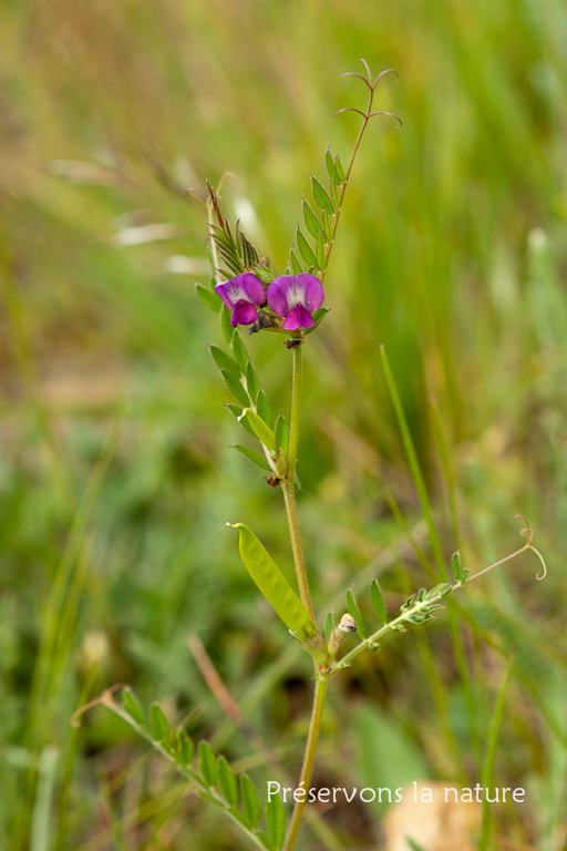 Fabaceae, Vicia sativa 