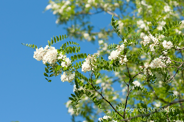 Fabaceae, Robinia pseudoacacia 