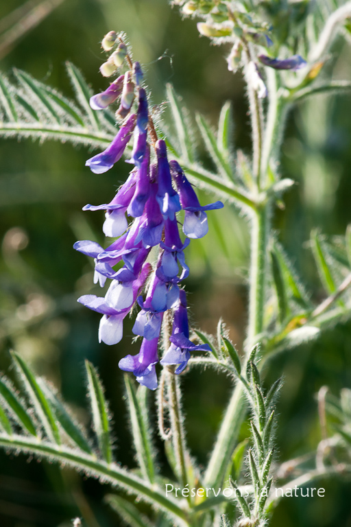 Fabaceae, Vicia villosa 