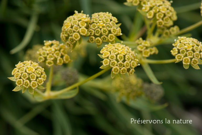 Apiaceae, Bupleurum petraeum L. 
