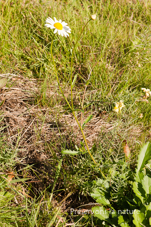 Asteraceae, Leucanthemum vulgare 