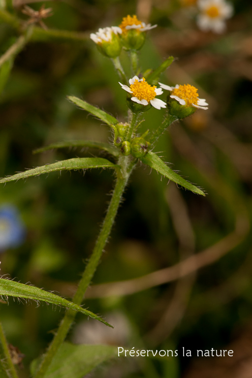 Asteraceae, Galinsoga quadriradiata 