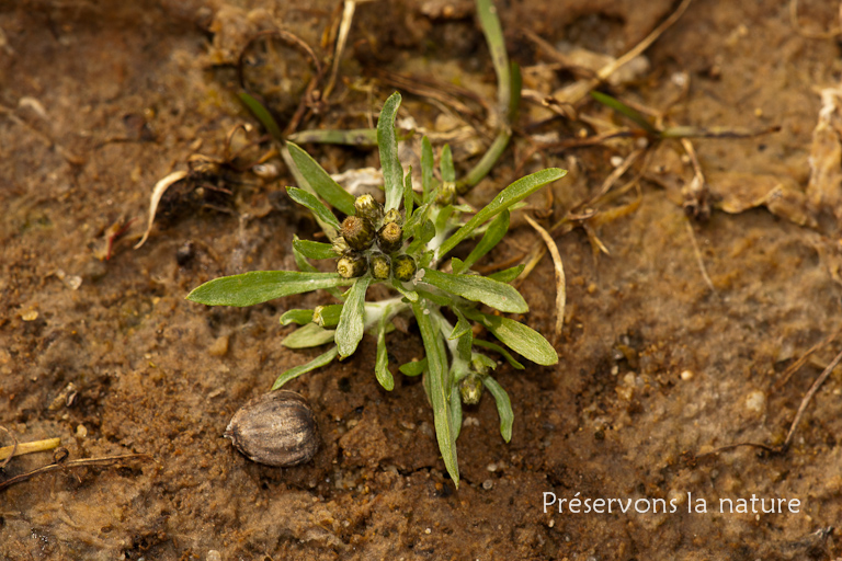 Asteraceae, Gnaphalium uliginosum 