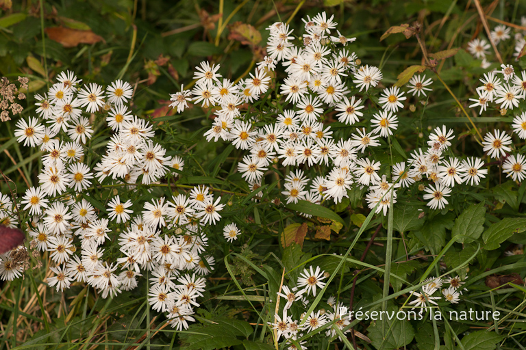 Aster lanceolatus, Asteraceae 