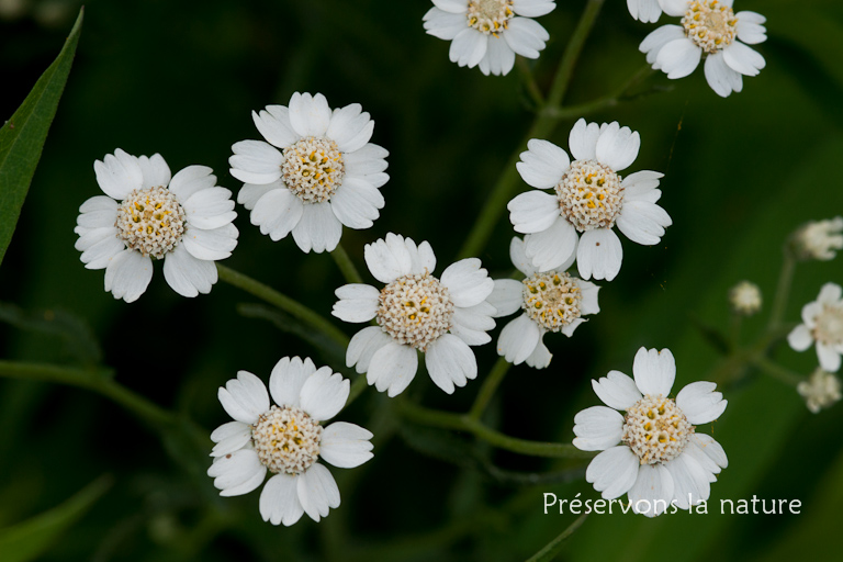 Achillea ptarmica, Asteraceae 