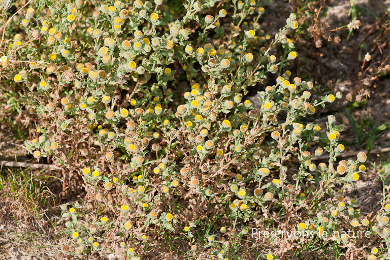 Asteraceae, Pulicaria vulgaris 