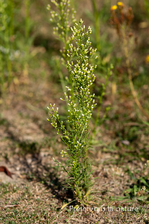 Asteraceae, Conyza canadensis 