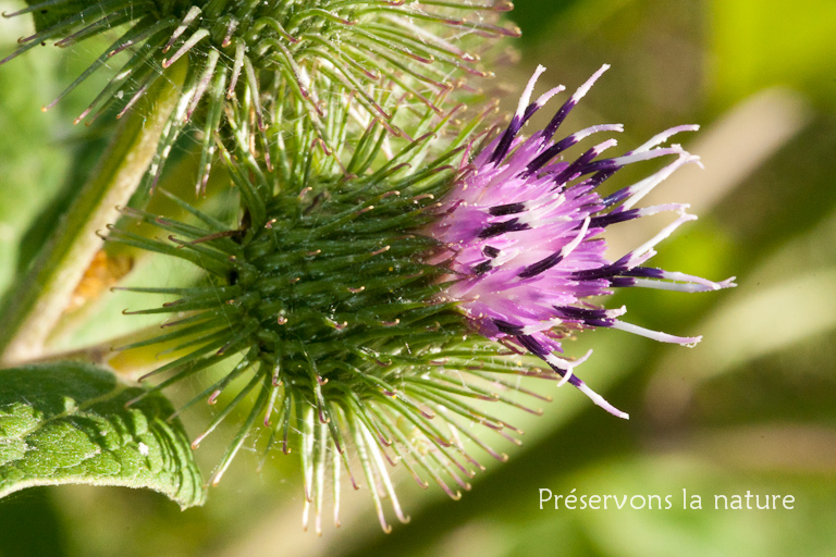 Arctium minus, Asteraceae 