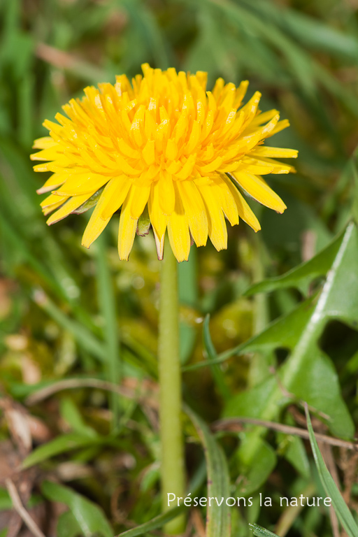 Asteraceae, Taraxacum campylodes 