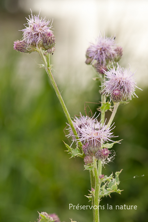 Asteraceae, Cirsium arvense 