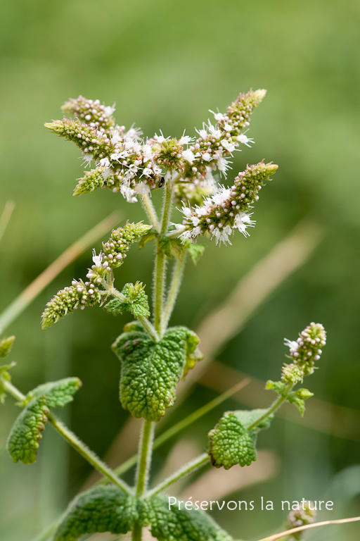 Lamiaceae, Mentha suaveolens 