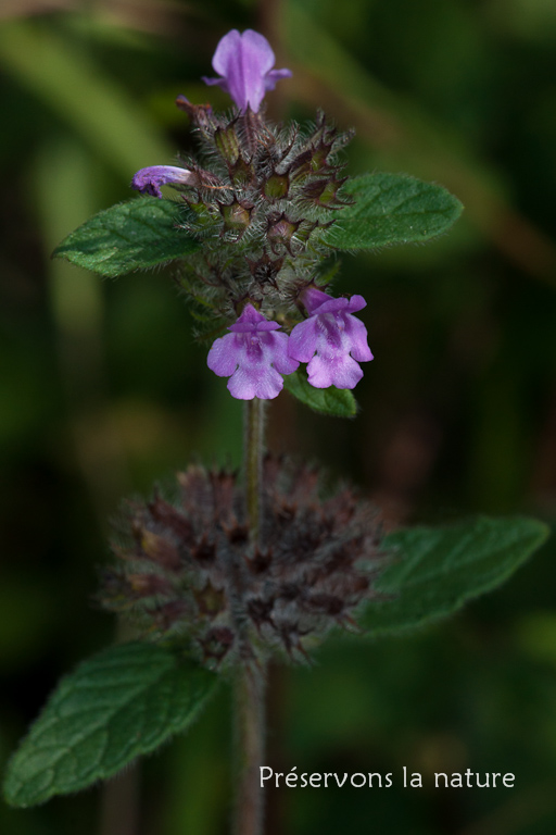 Clinopodium vulgare, Lamiaceae 