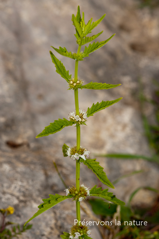 Lamiaceae, Lycopus europaeus 