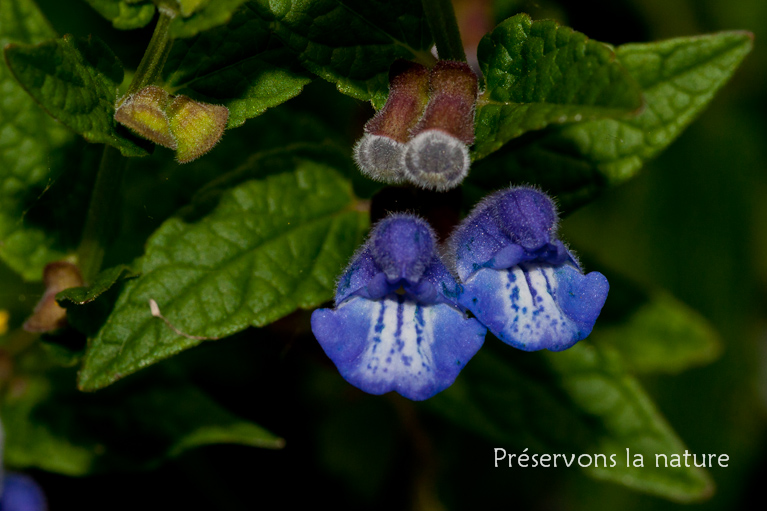 Lamiaceae, Scutellaria galericulata 