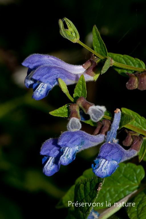 Lamiaceae, Scutellaria galericulata 