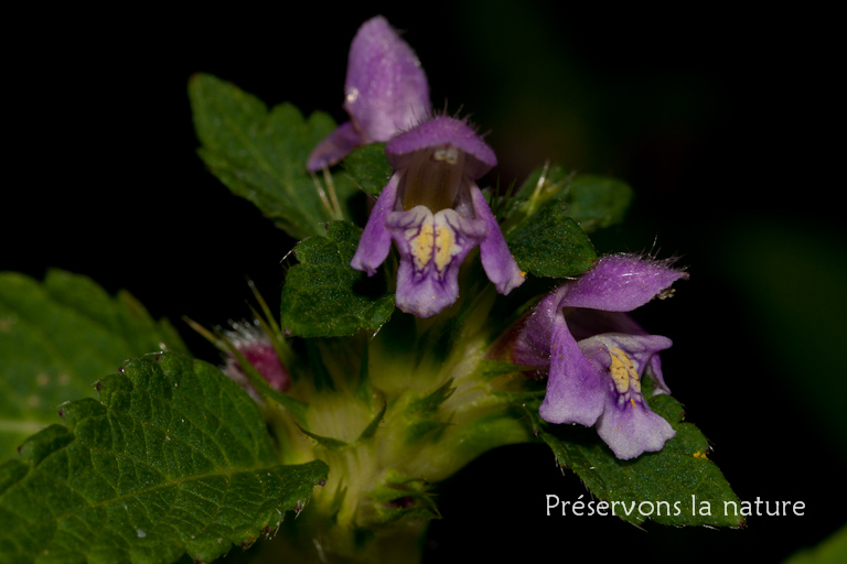 Galeopsis tetrahit, Lamiaceae 