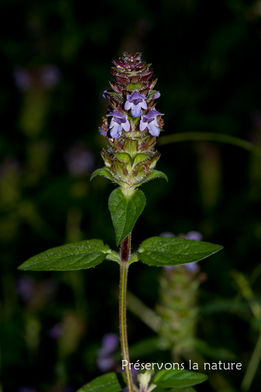 Lamiaceae, Prunella vulgaris 