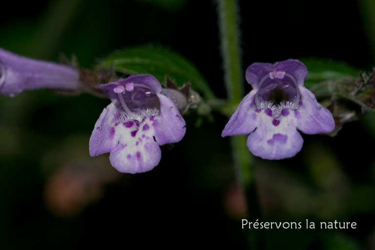 Calamintha menthifolia, Lamiaceae 