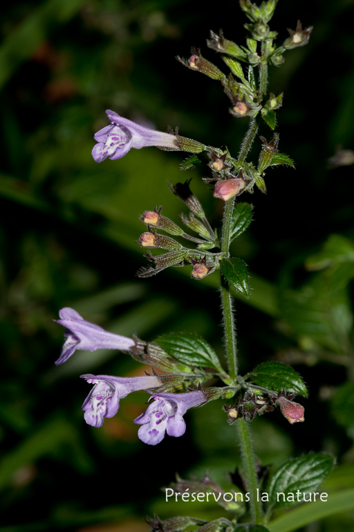 Calamintha menthifolia, Lamiaceae 