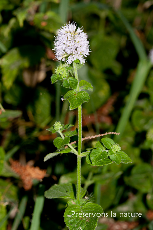 Lamiaceae, Mentha aquatica 